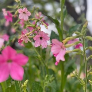 Meet your Posher, Sha